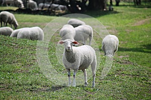 Natural spring wild meadow and sheeps