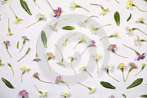 Natural spring wildflowers with green leaves flat lay on white background. Spring floral pattern, delicate primrose flowers,