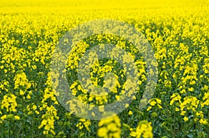 Natural springtime oilseed field