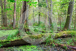 Natural stand of Bialowieza Forest with standing water