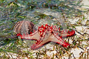 Seastar and shell photo