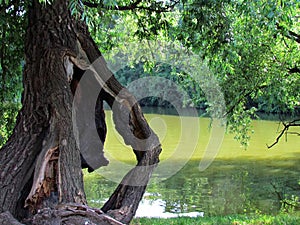 Natural still life with old damaged tree, broken wiillow in water.