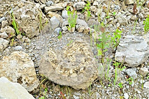 Natural stone dolomite in the limestone open-pit.