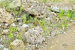 Natural stone dolomite in the limestone open-pit.