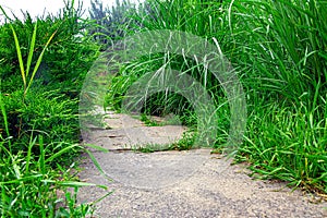 Natural stone path paved in backyard with green plants, garden overgrow walkway. photo