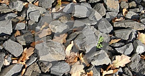Natural stone subsurface