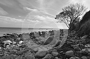 Natural, stony beach on the island of Fehmarn. Black-and-white photo