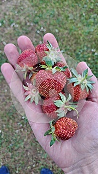 Natural strawberries in the palm of hand
