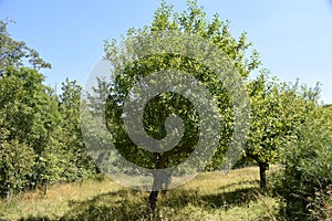 natural Streuobstwiese, apples trees in a piece of wilderness