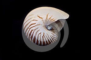 Natural striped nautilus shell on black background