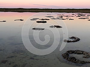 Natural Stromatolites