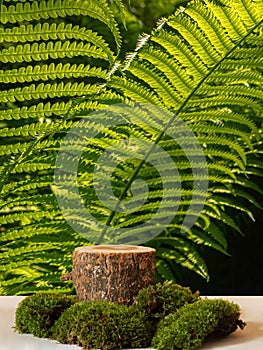 Natural style. Wooden cut, round podium with green moss against the background of fern leaves. Still life for the