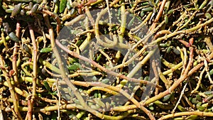Natural succulent plant roots background texture