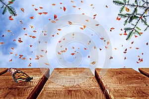 Natural summer and autumn background with wooden surface. Many monarch orange butterflies in a blue sky with clouds.