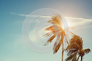 Natural summer background concept. Green palm leaf with sun beam and blue sky on background. Travel backdrop. Picture for add text