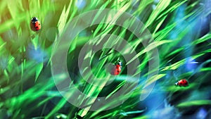 Natural summer background. A group of ladybirds in the green fresh summer grass. Artistic summer image.