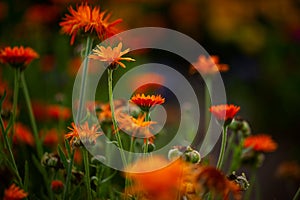 Natural summer background orange field flowers in the morning sun rays with soft blurred focus