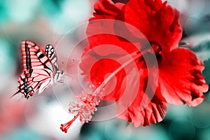 Natural summer background. Red pink butterfly on the beatiful red flower.