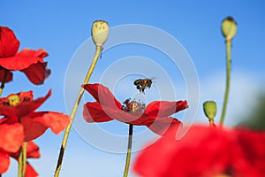 Natural summer background with small honey bee flies and colle