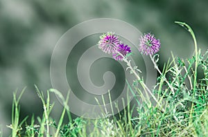 Natural summer floral abstract background. Forest flowers macro with soft focus on blurred light green background. Copy space