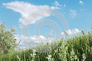 Natural summer floral background with a copy space with field and meadow herbs against a bright blue sky on a sunny day and warm