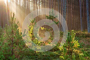 natural sun light rays shining through tree branches in summer morning