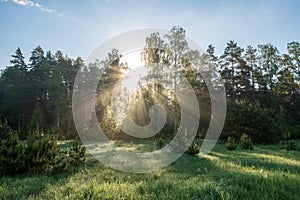 natural sun light rays shining through tree branches in summer morning