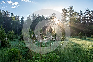 natural sun light rays shining through tree branches in summer morning