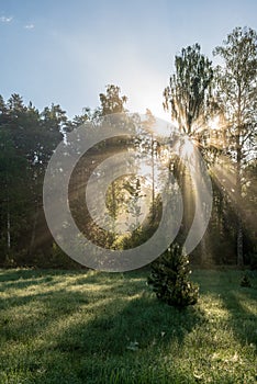 natural sun light rays shining through tree branches in summer morning