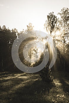natural sun light rays shining through tree branches in summer morning - vintage retro look
