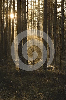 natural sun light rays shining through tree branches in summer morning - vintage retro look