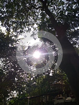 natural sun light with tree