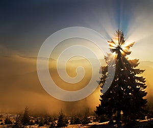 Natural Sun Star Christmas tree