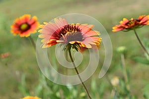 Natural sunflower in india