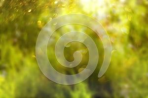 Natural sunny abstract blur green leaves color for background photo