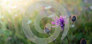 Natural sunset blurred meadow background with cornflower meadow flower close up. Banner.