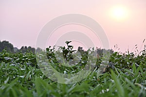 Natural sunset in the forest .