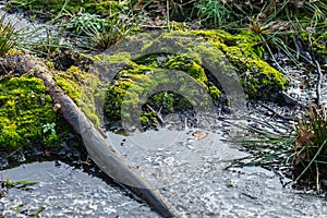 Natural Swamp - nature scene biomass