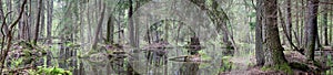 Natural swampy forest panorama photo