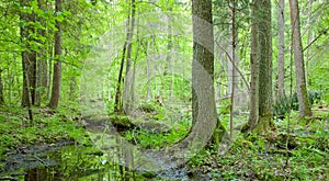 Natural swampy forest at springtime photo
