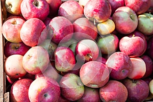 Natural texture. Apples fruits background texture. Apple harvest concept. Organic fruits backdrop. Healthy nutrition