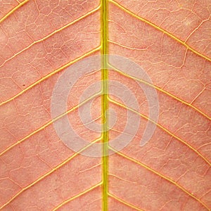 Natural texture of autumn red leaf closeup