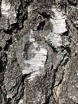 Natural texture background birch bark. Close up.