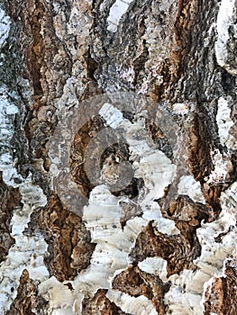 Natural texture background birch bark. Close up.