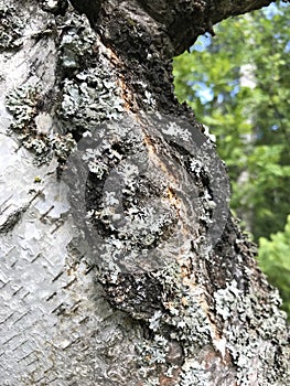 Natural texture background birch bark with patches of lichen.