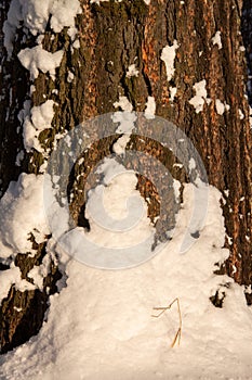 the bark of an adult tree is covered with fresh white snow