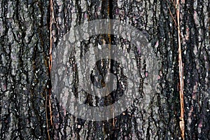 The natural texture of the bark for the background.