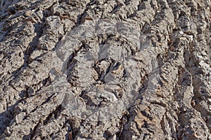 The natural texture of bark of old willows