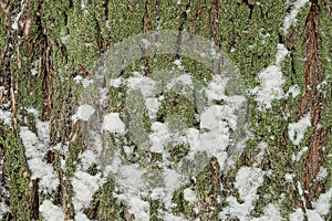 Natural texture of brown tree bark in green moss