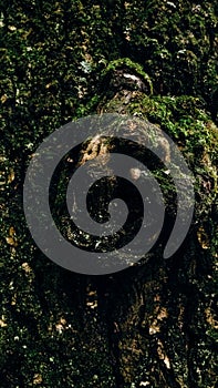 Natural texture of close-up of green moss and growing mushroom on wet tree bark